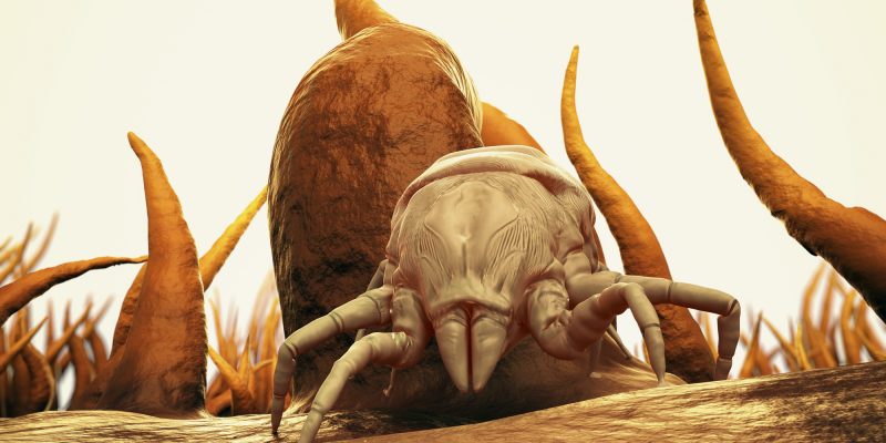 3D Rendering Of A Dust Mite