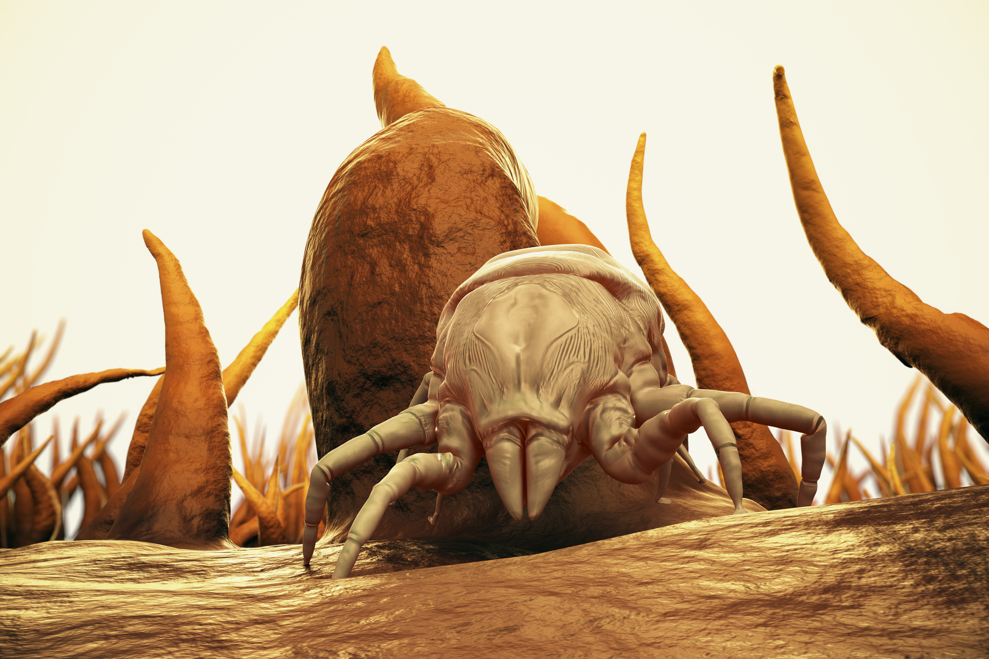 3D Rendering Of A Dust Mite